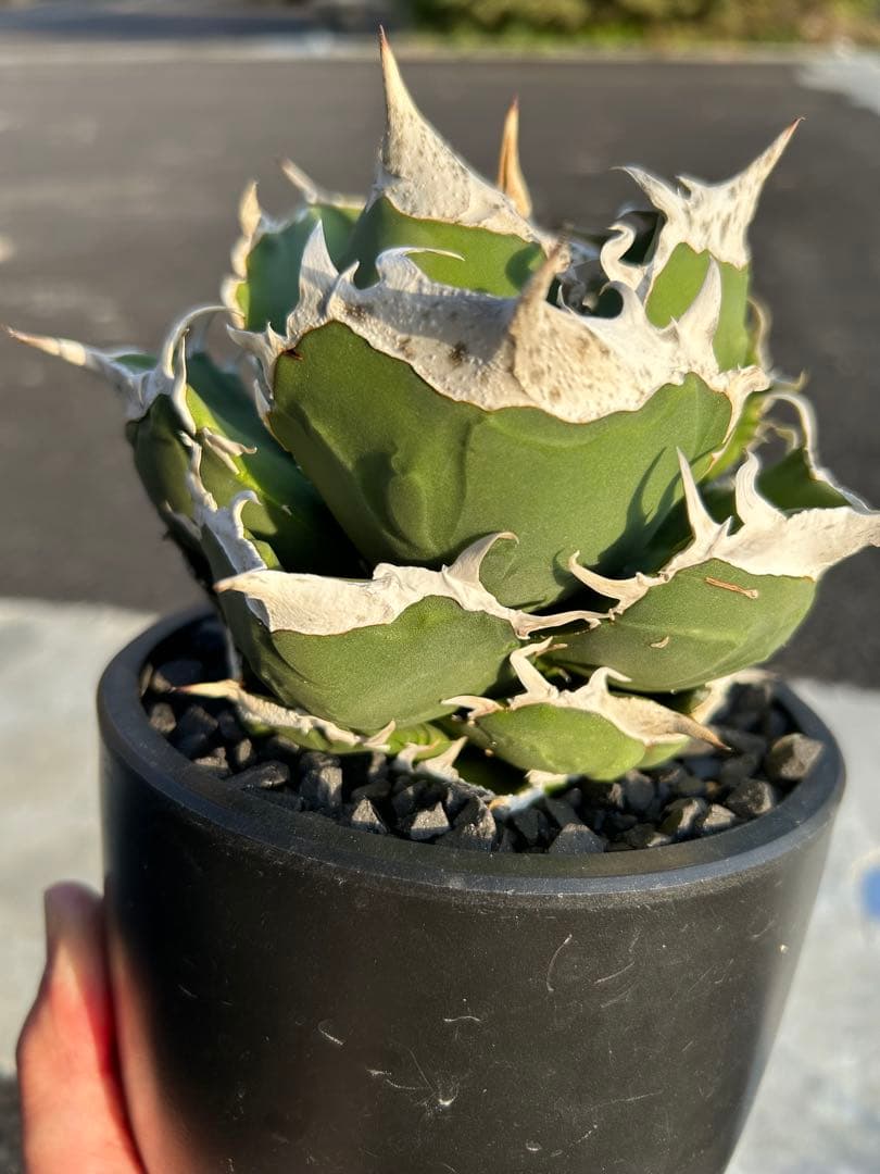 南アフリカダイヤモンド　SAD アガベ　チタノタ　オテロイ