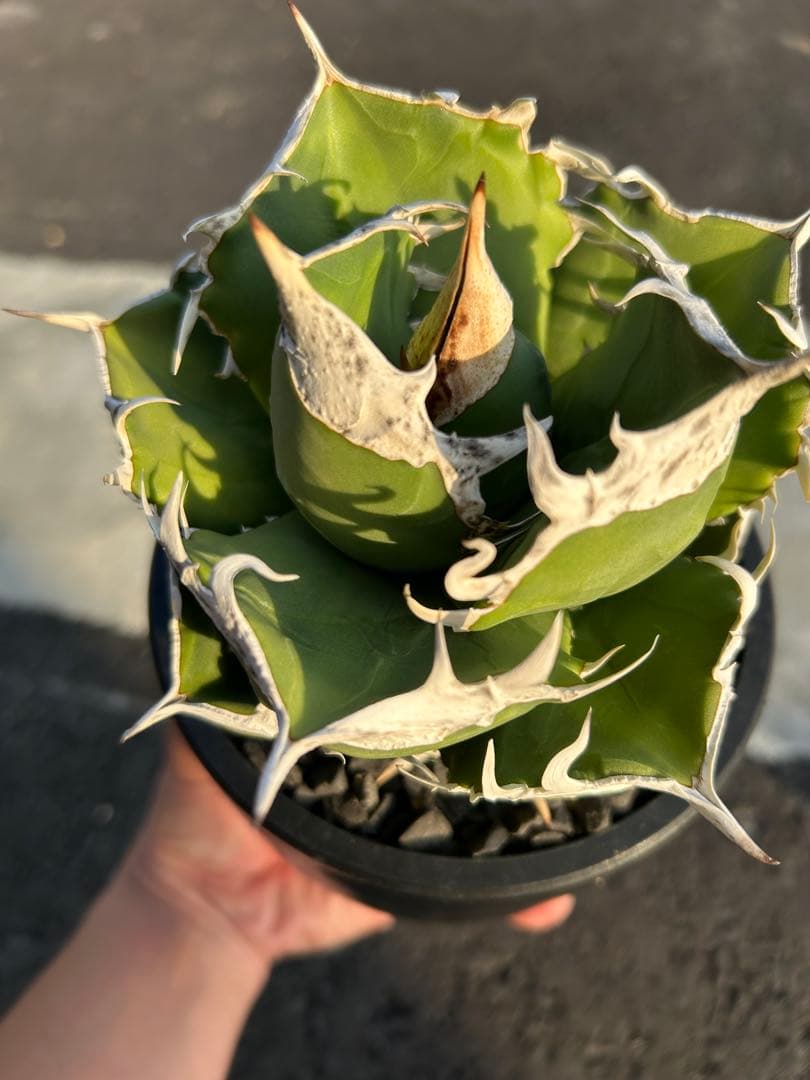 南アフリカダイヤモンド　SAD アガベ　チタノタ　オテロイ