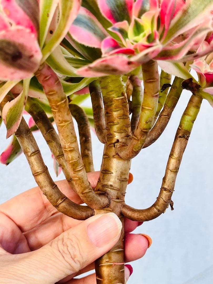 41.【現品　そのまま発送】アエオ「ピンクウィッチ」葉焼け・傷有り　大群生‼️