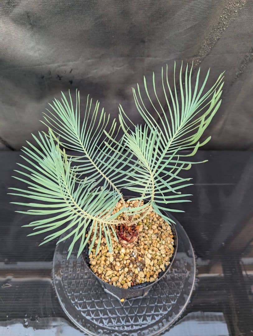 決算創業祭 お買い得 サイカスカイルンシアナ ウネリ葉 貴重 レア