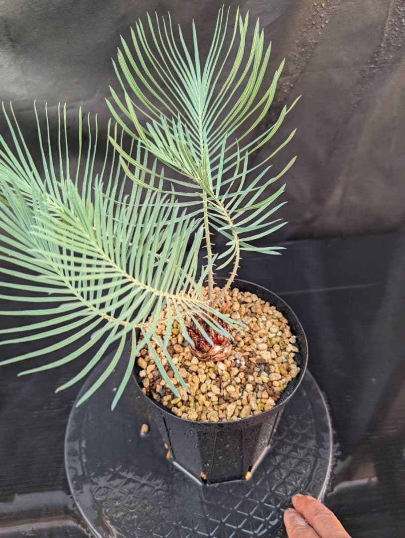 決算創業祭 お買い得 サイカスカイルンシアナ ウネリ葉 貴重 レア