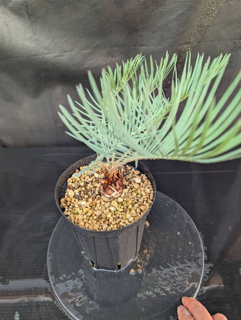 決算創業祭 お買い得 サイカスカイルンシアナ ウネリ葉 貴重 レア