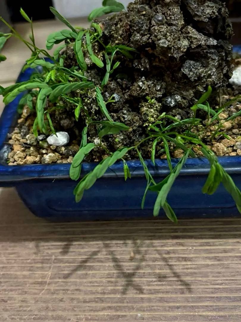 タカボーネムノキ　コーデックス　ゴツゴツ肌　レア　希少　塊根植物