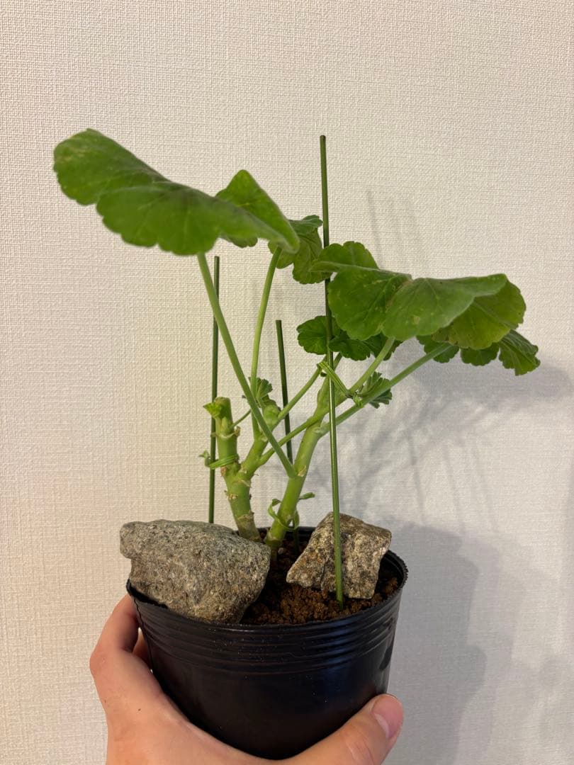 超レア品種ゼラニウム苗　オレンジシュシュ咲きゼラニウムmre021-1