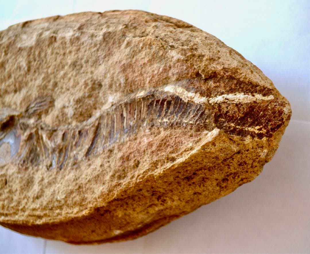 ブラジル・セアラ州産、一億数千万年前の獰猛な絶滅古代魚、ヴィンクティフェルの化石