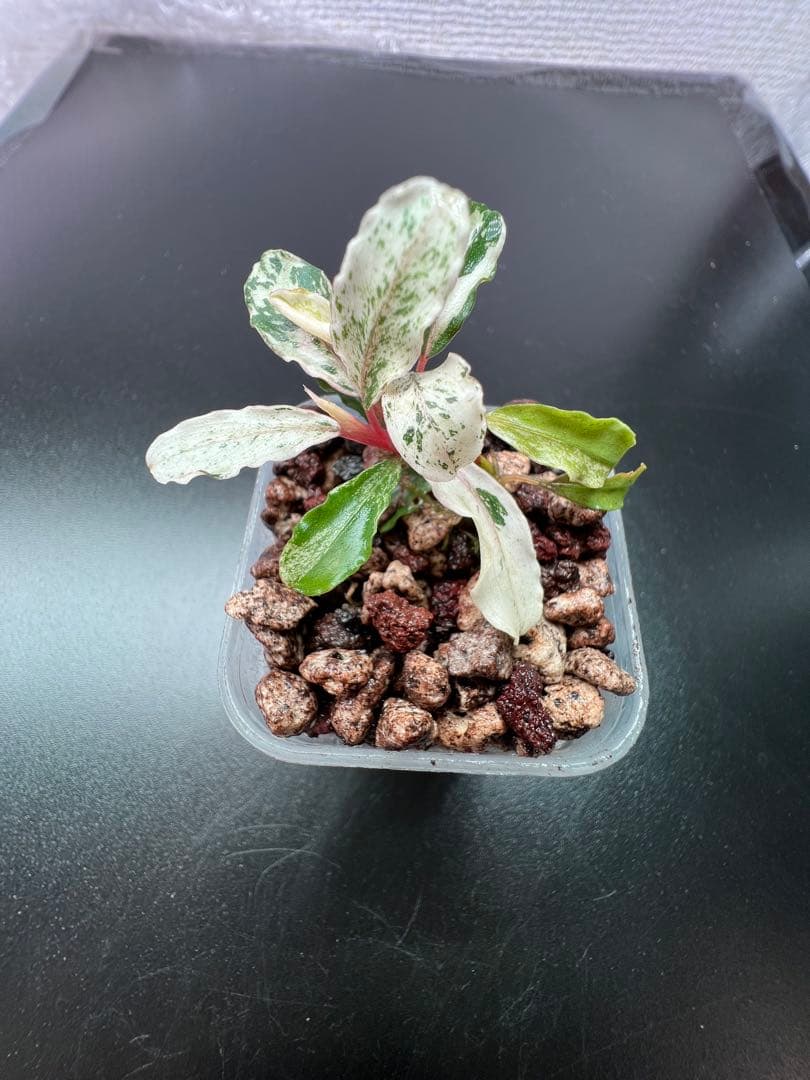 水草 Bucephalandra sp. Variegata