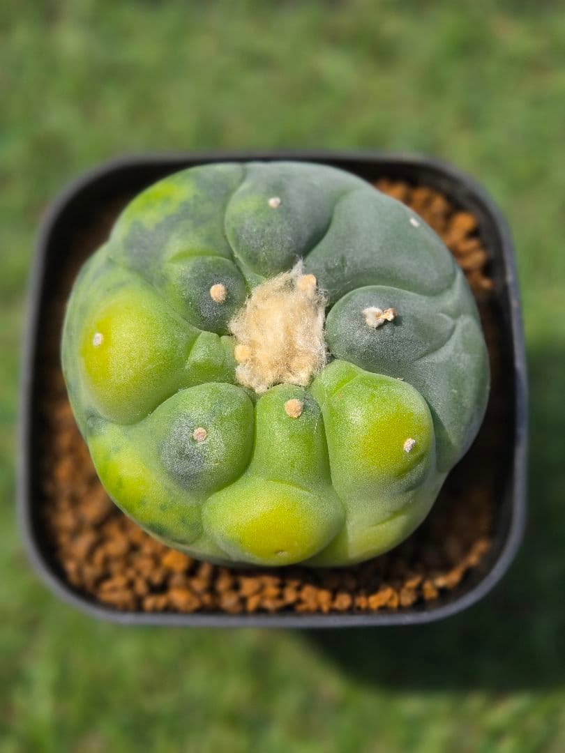 銀冠玉錦　実生　サボテン