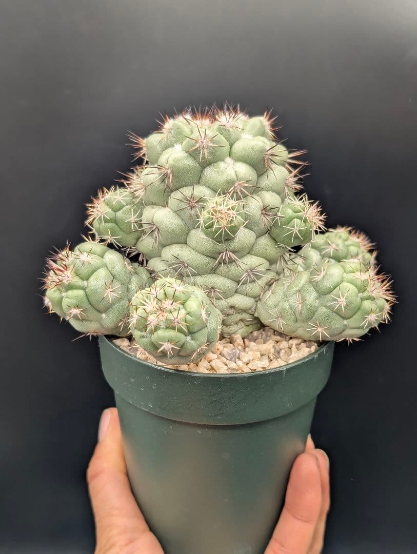 M*X様 オルテゴカクタス マクドガリー 国内実生 鉢植え メルカリ便送料込み