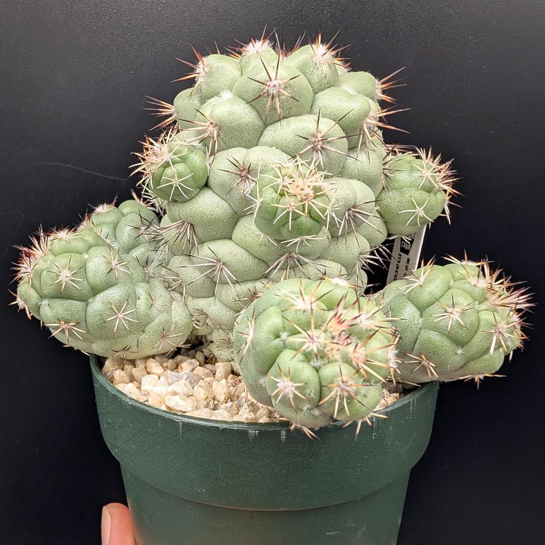 M*X様 オルテゴカクタス マクドガリー 国内実生 鉢植え メルカリ便送料込み