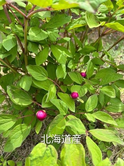 山芍薬赤花　北海道産