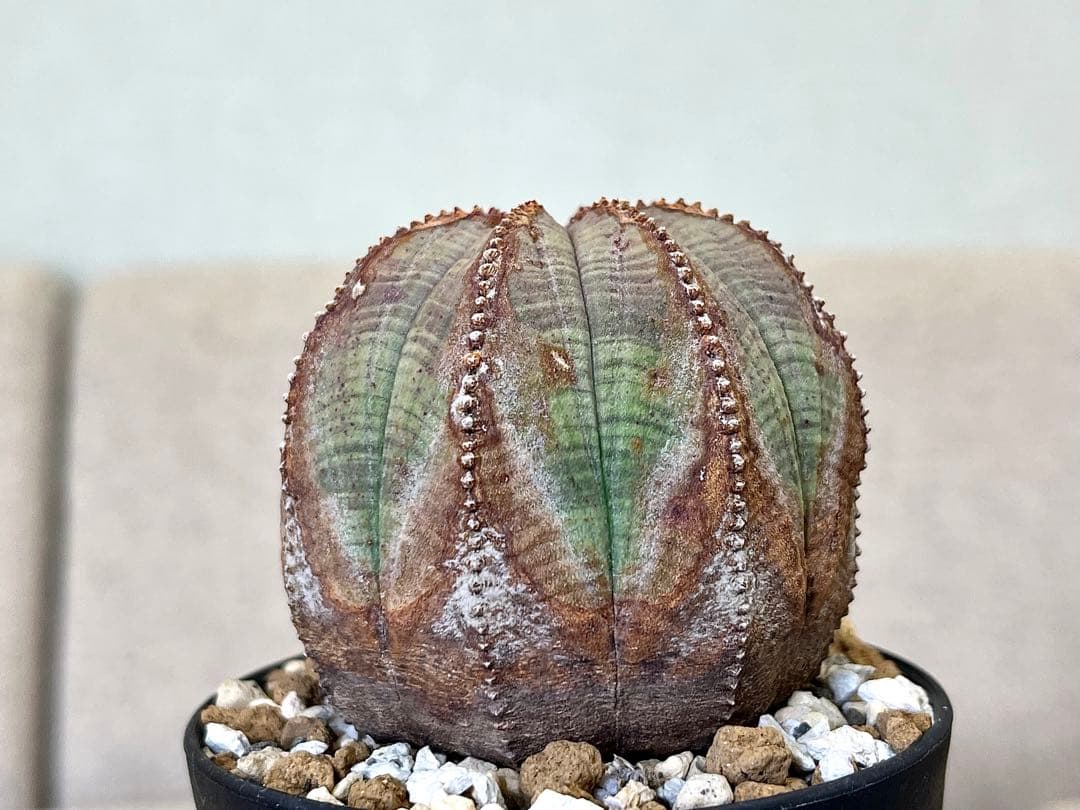 ユーフォルビア オベサ ヨーロッパ株 オールド 木質化