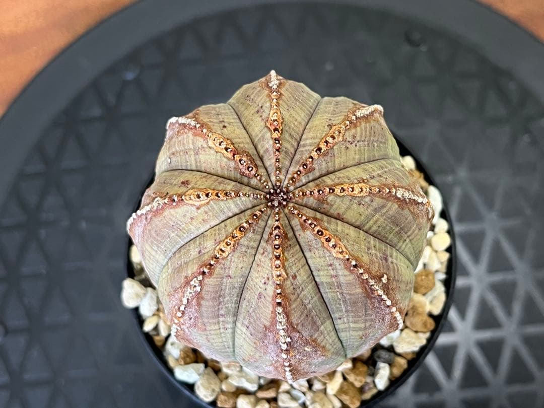 ユーフォルビア オベサ ヨーロッパ株 オールド 木質化