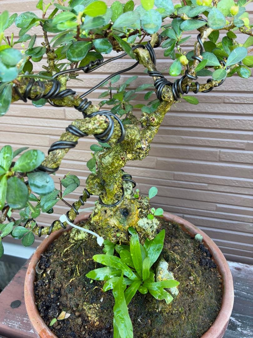 針蔓正木　沖縄盆栽　マッコウ　値下げ