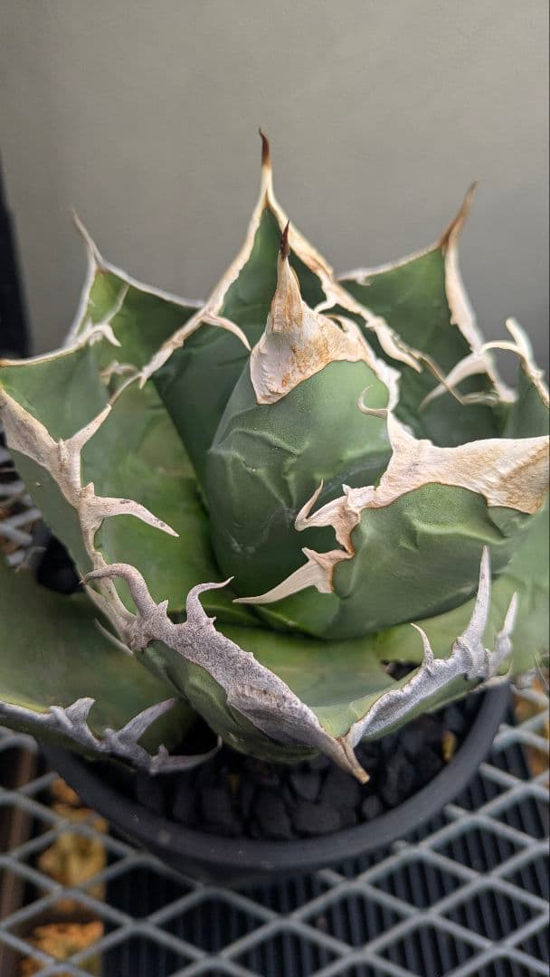 【現地球】アガベ　オアハカ　オテロイ　検）チタノタ　実生　ノーネーム