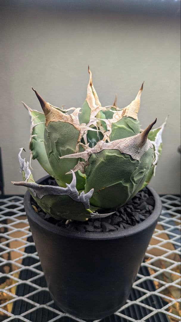 【現地球】アガベ　オアハカ　オテロイ　検）チタノタ　実生　ノーネーム