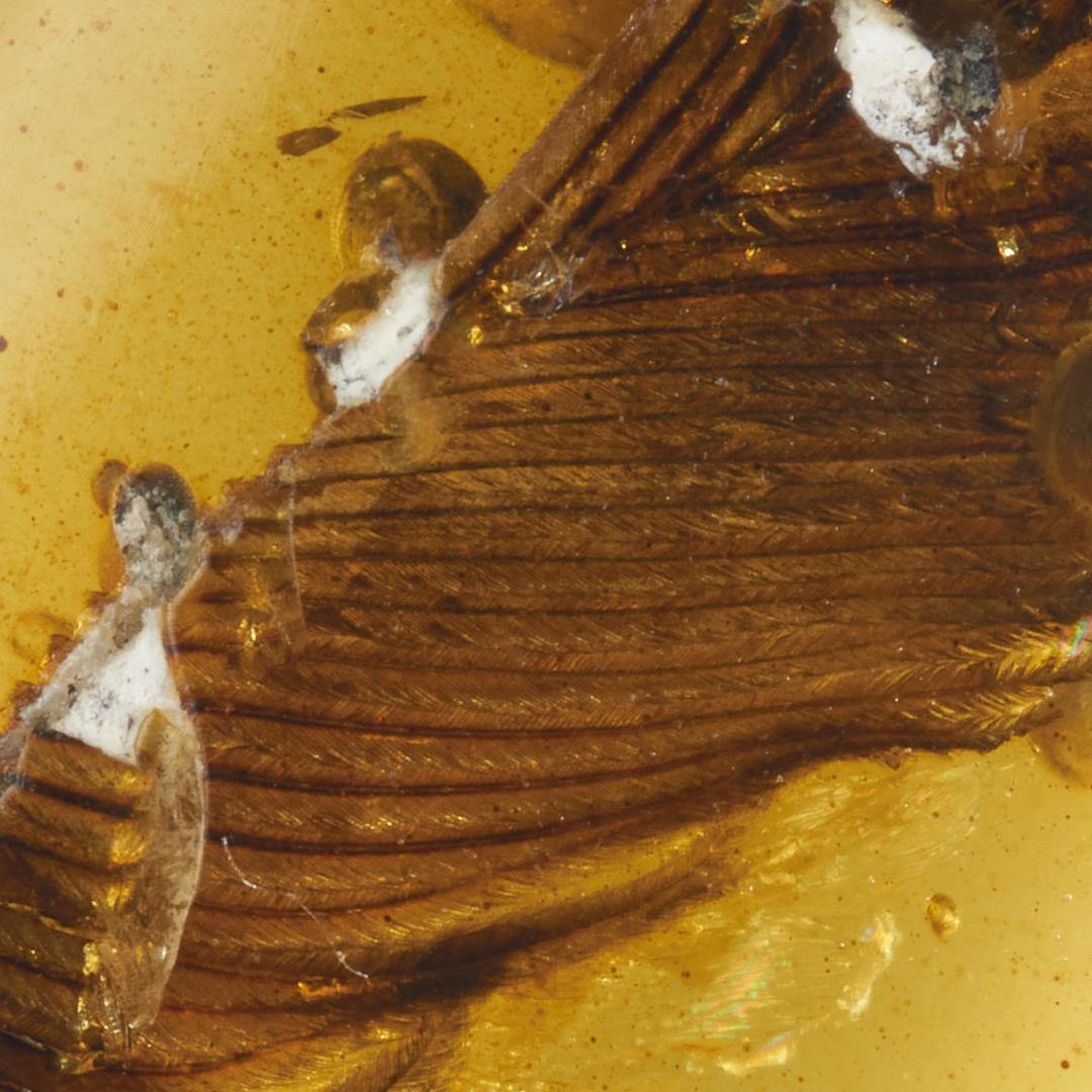 レア極上品 PA148虫入り琥珀化石　ミャンマーカムティかタナイ9900万年前