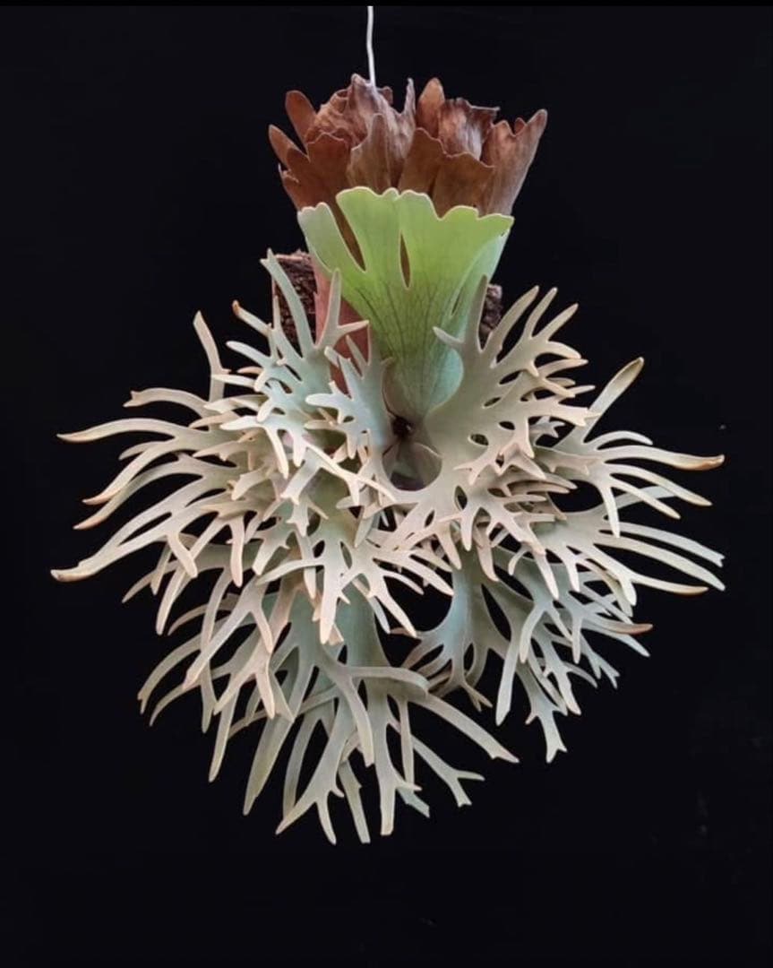 Yellow moon dwarf ’totoro’ sporeling 503