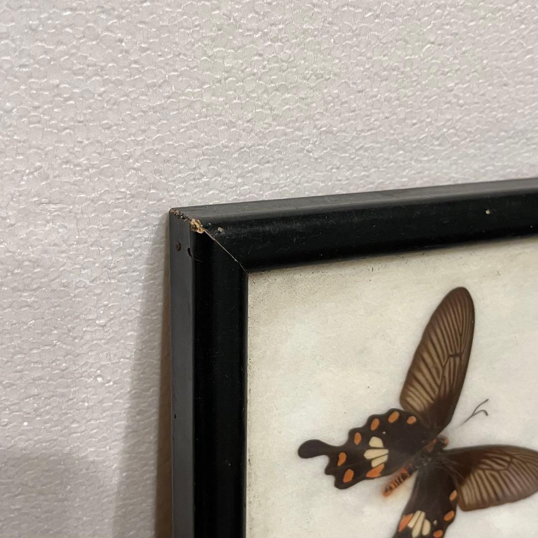 大型 昆虫標本 フレーム アトラス蛾 蝶標本 額装