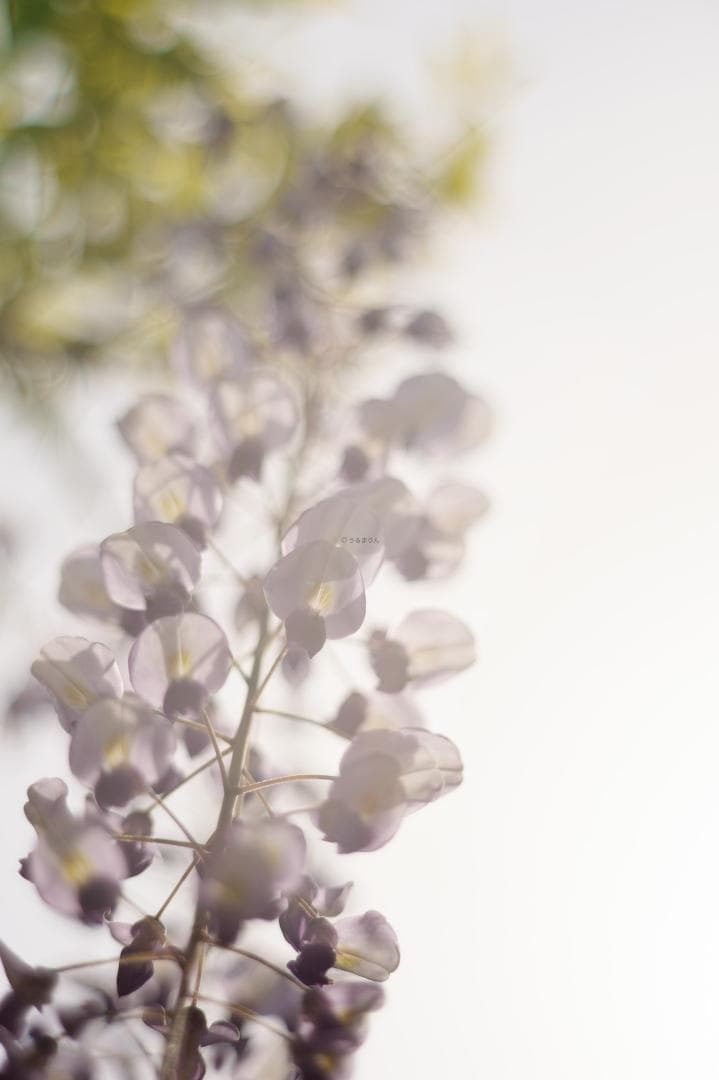 天使の梯子！Tele-Elmarit 90mm F2.8 1st Silver