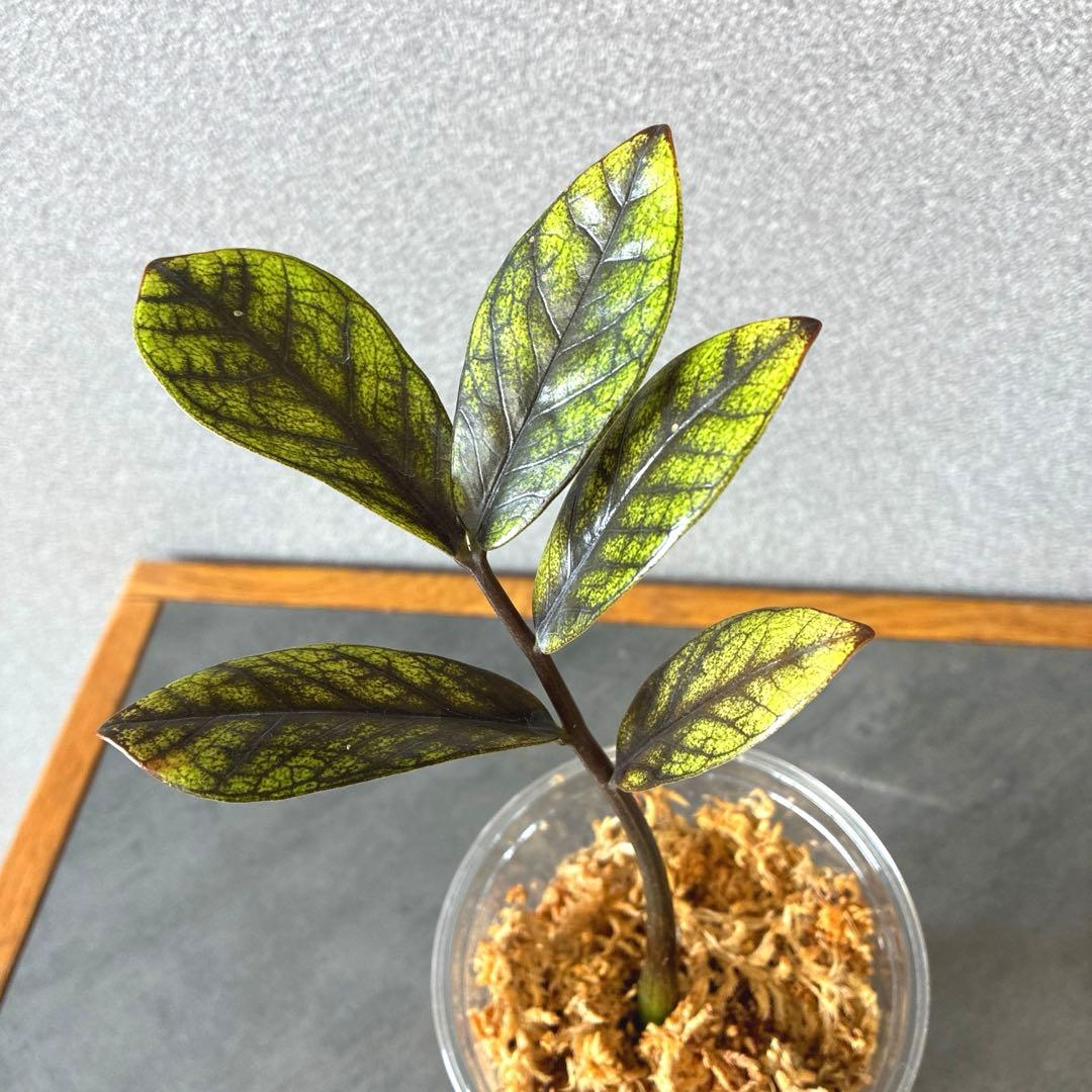 超希少❗️ザミオクルカス　ゴールデンミューテーション✨