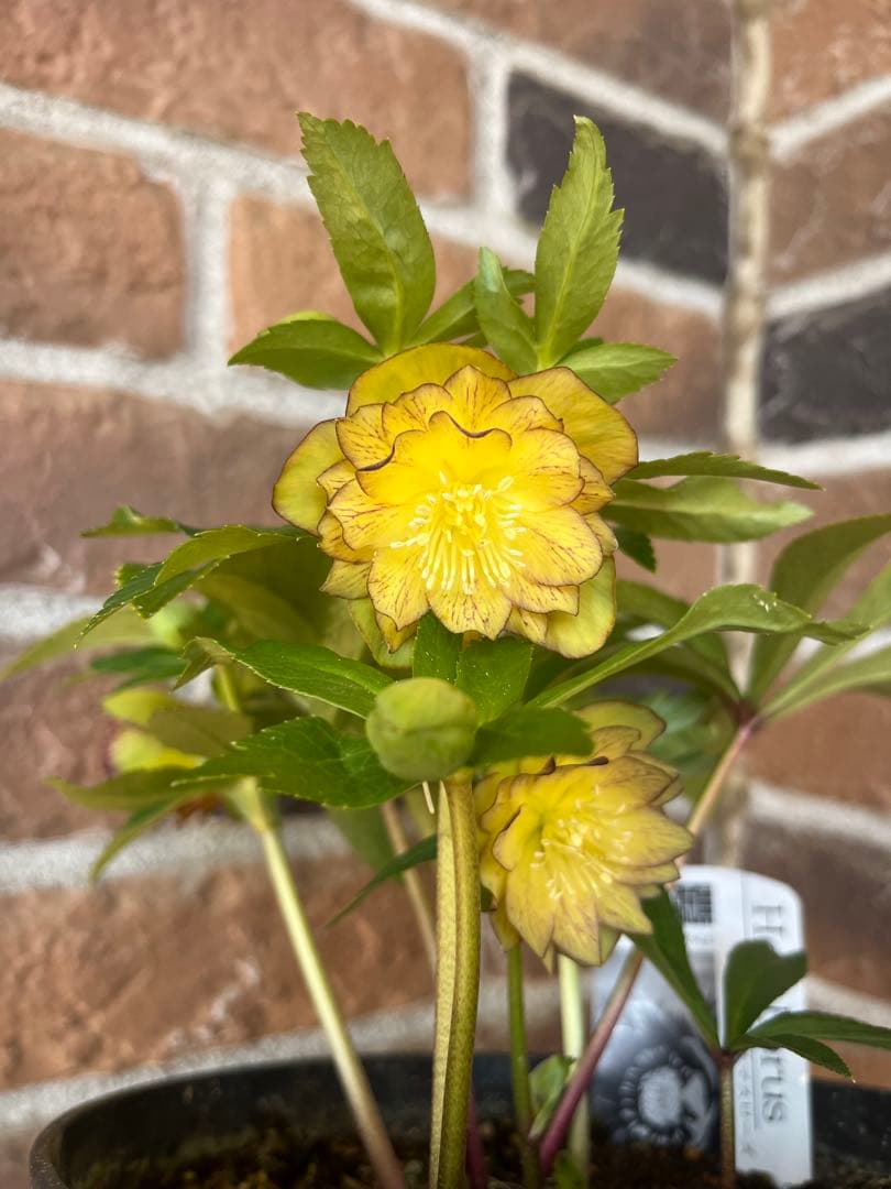 クリスマスローズ　広瀬園芸