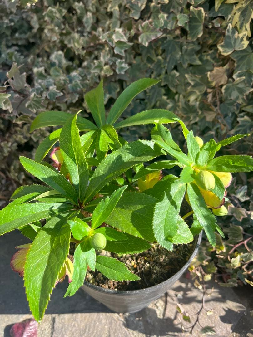 クリスマスローズ　広瀬園芸