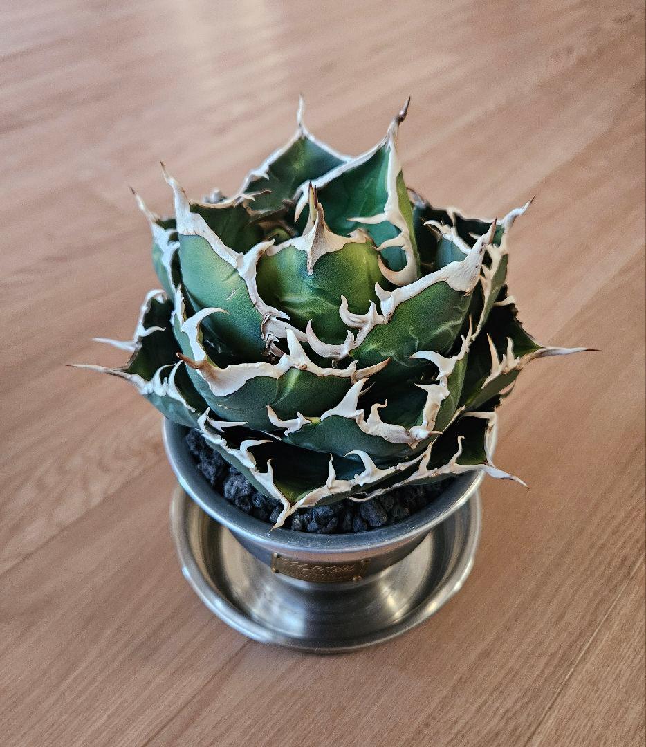 【Agave】白鯨