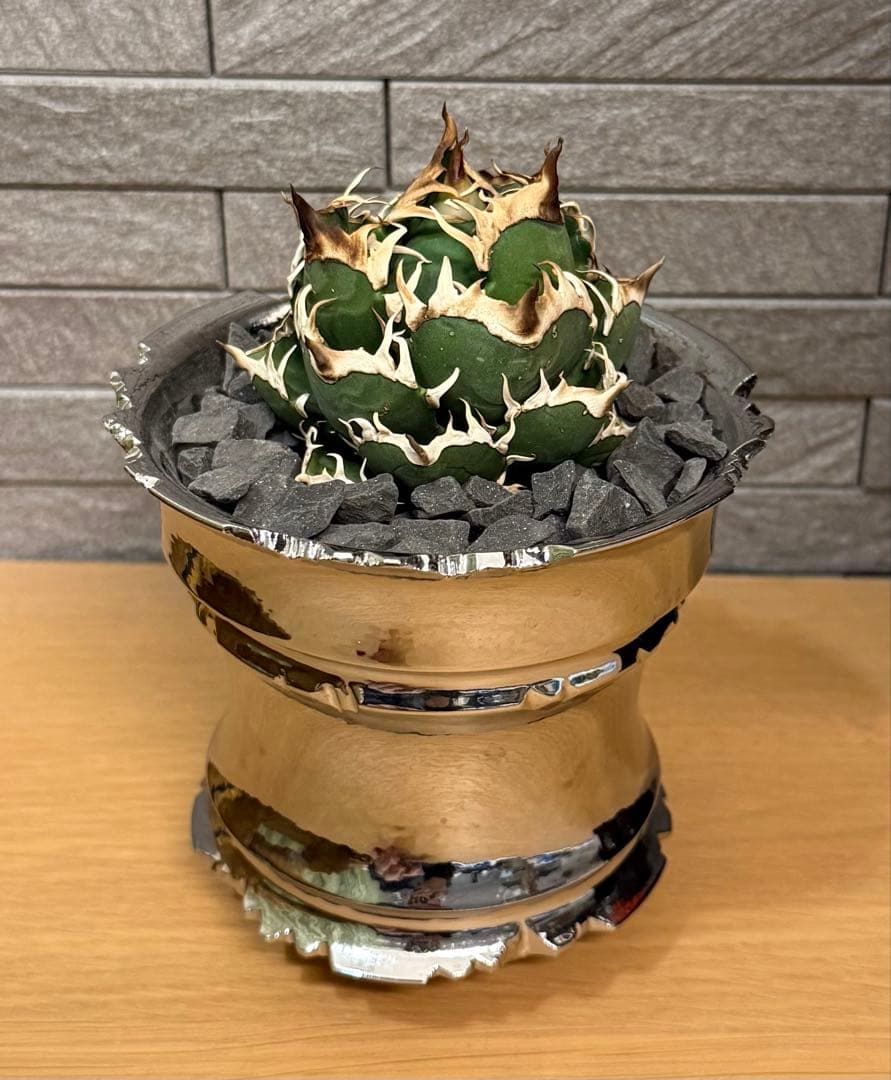 【鉢ごと発送】アガベ チタノタ レッドキャットウィーズル【ゴリ猫・丸型・幅広短葉