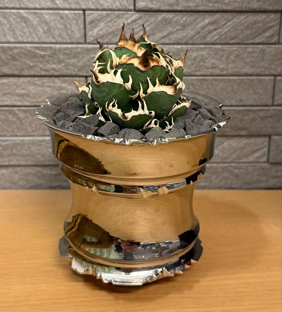 【鉢ごと発送】アガベ チタノタ レッドキャットウィーズル【ゴリ猫・丸型・幅広短葉