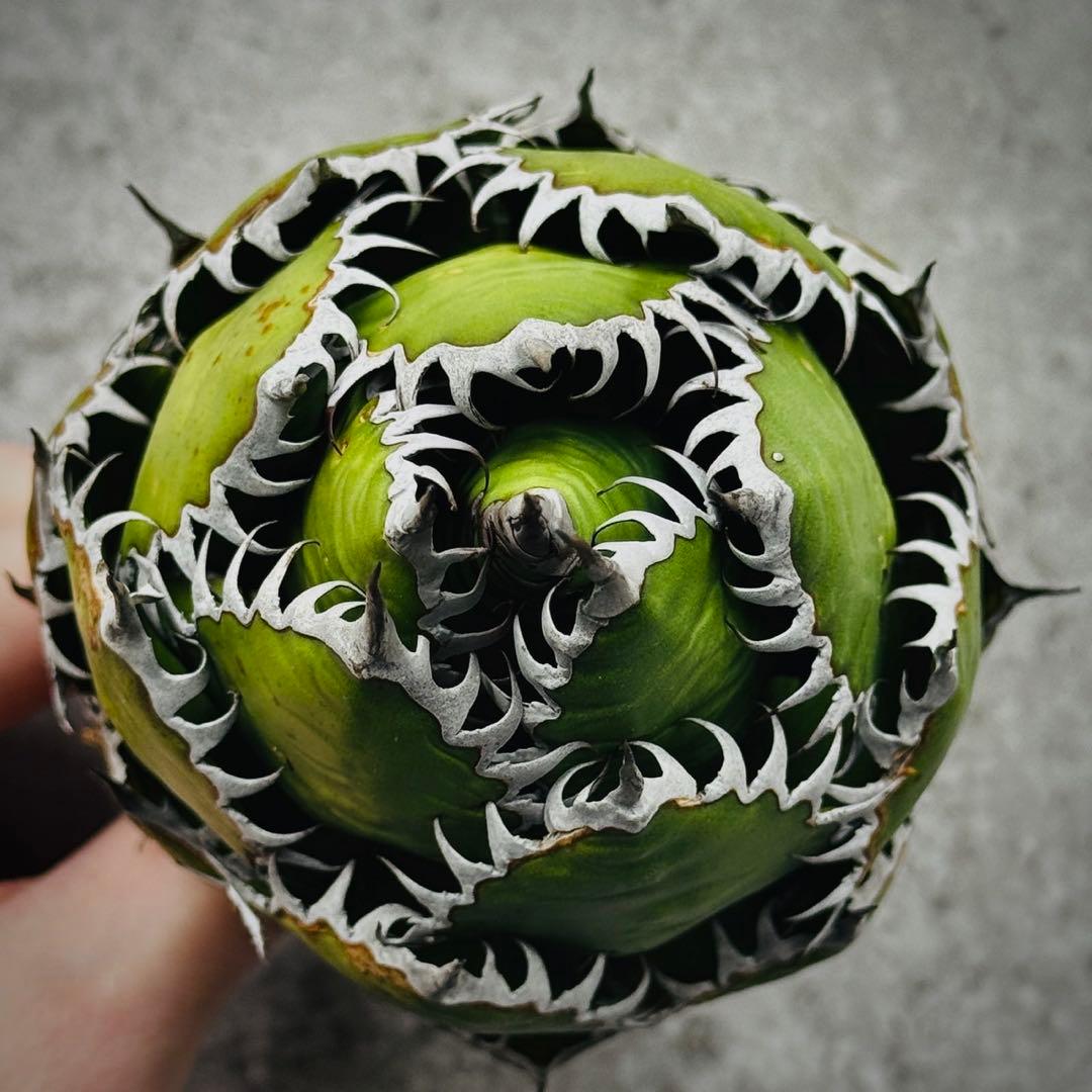 o*e様 多肉植物・アガベ・ホリダ “horrida” ・極上強棘/狂刺/激レア