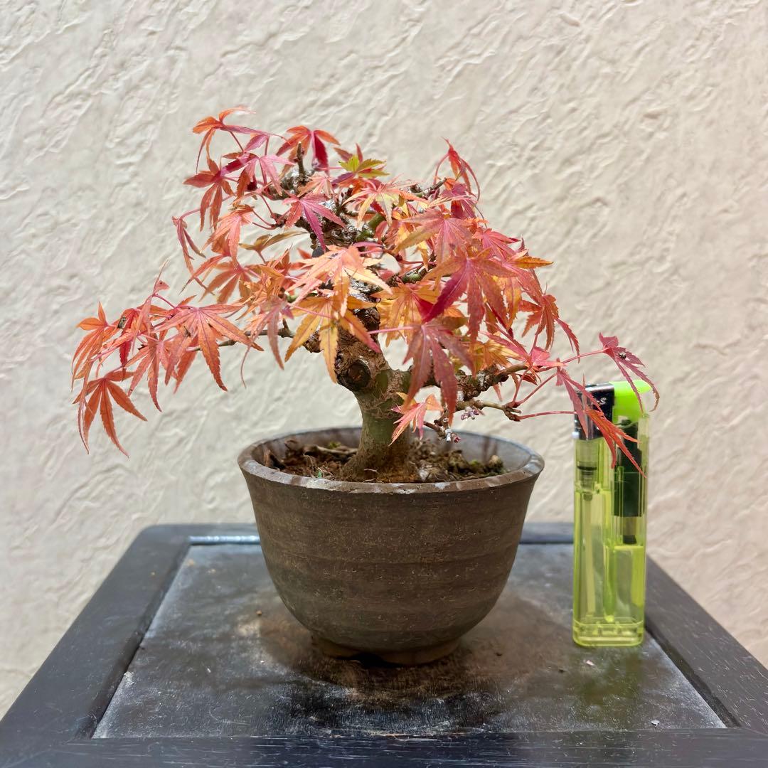超希少激レア‼️樹高10㎝　行姫紅葉　モミジ　小品　盆栽　真柏　黒松　五葉松　楓