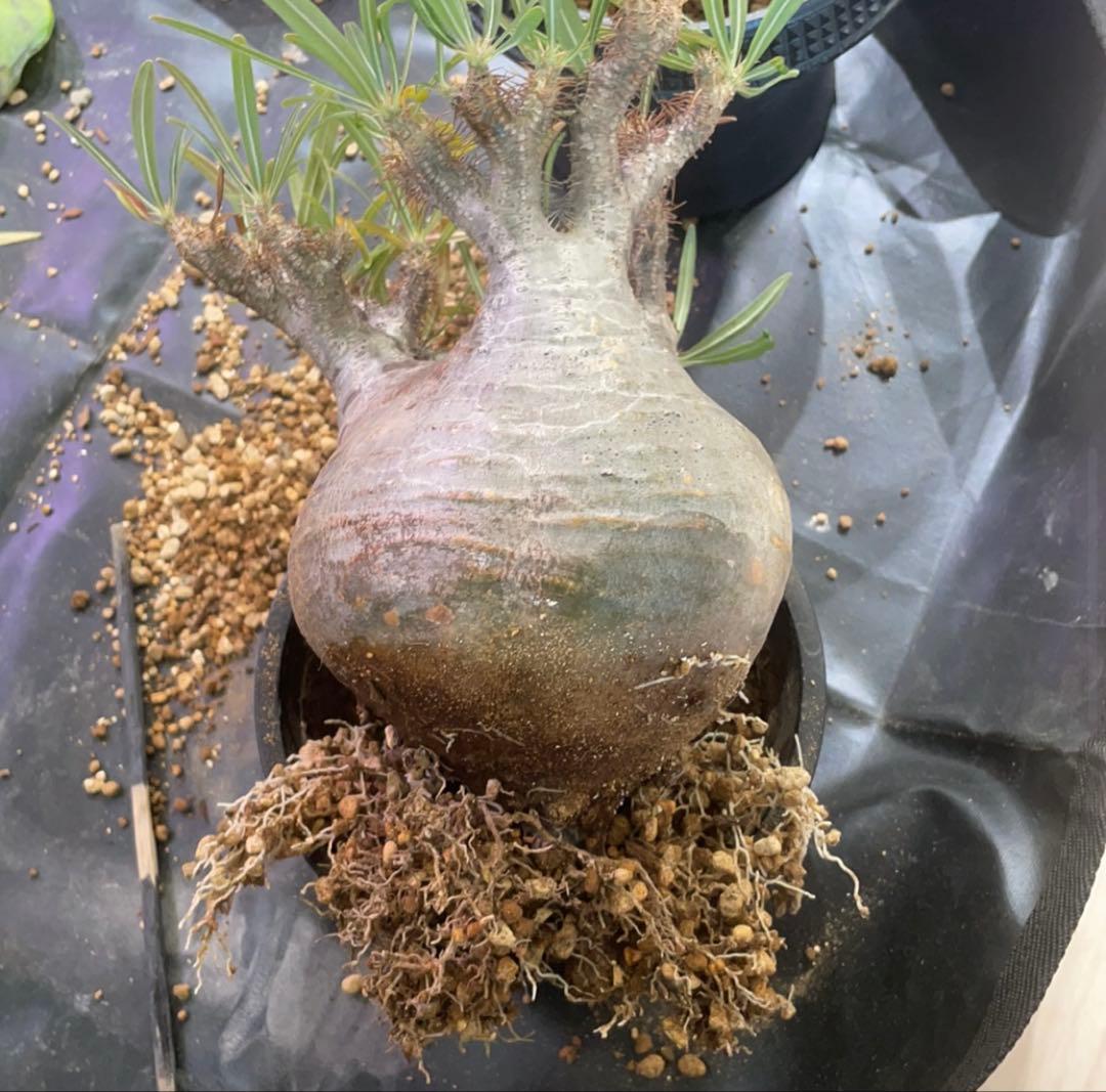 パキポディウム グラキリス × BOTANIZE（ コレクション2 ）