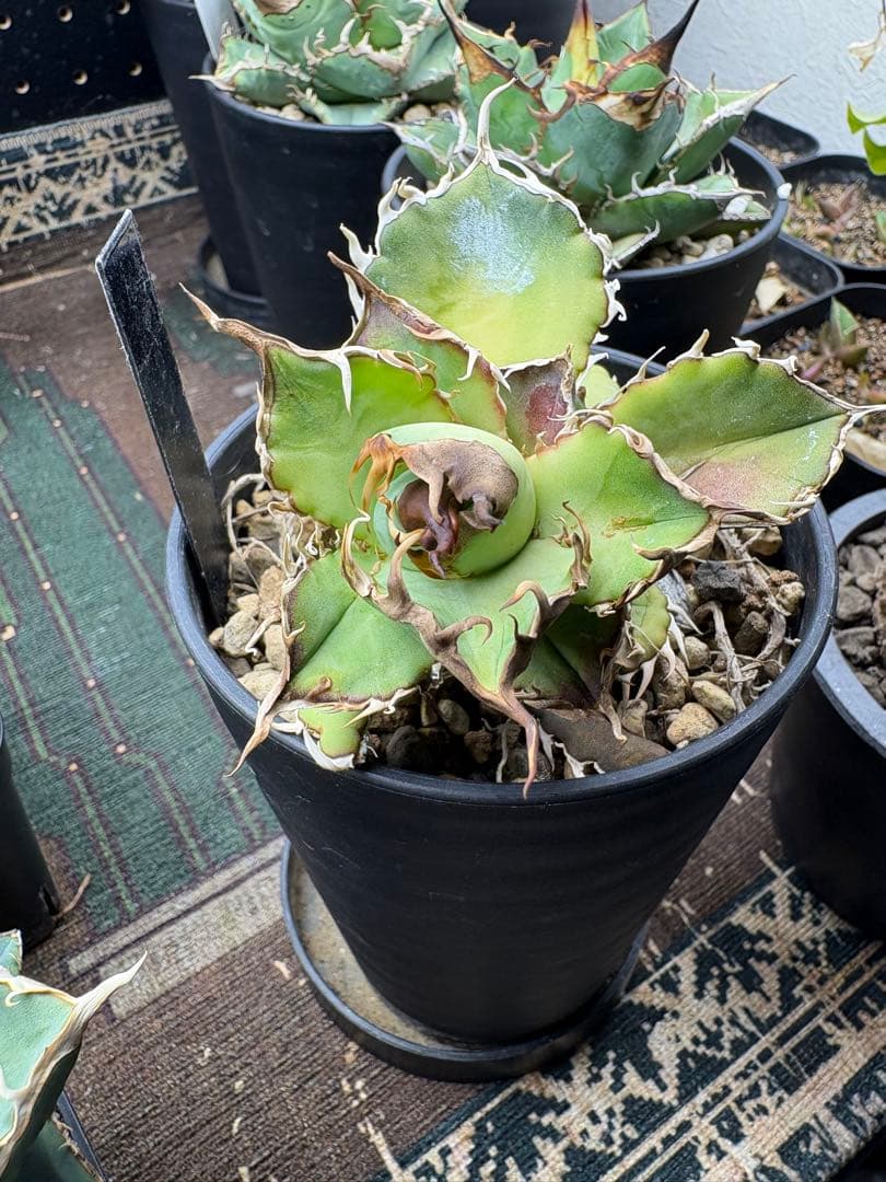 R*様 アガベ　デッドヒート　DEADHEAT　アガベ　ロウルサンコ（実生　レジ