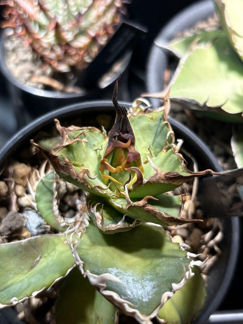 R*様 アガベ　デッドヒート　DEADHEAT　アガベ　ロウルサンコ（実生　レジ