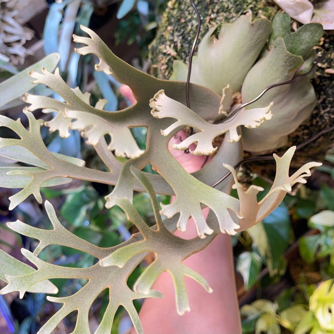 platycerium willinckii OMG オリジナル ビカクシダ