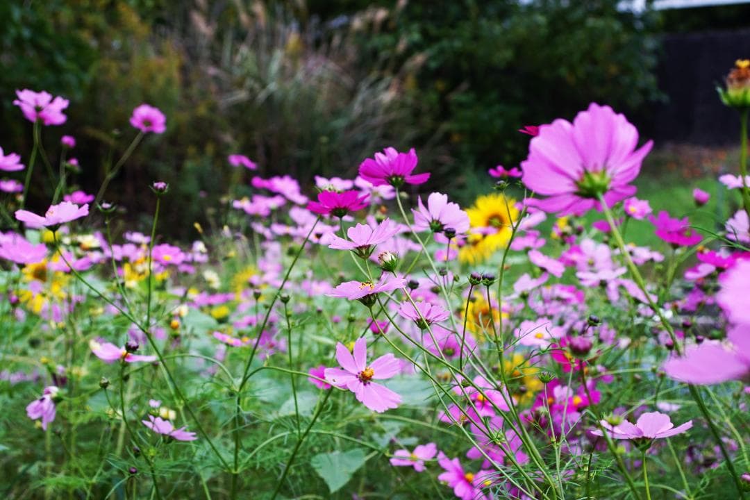 Canon New FD 28-50㎜ F3.5