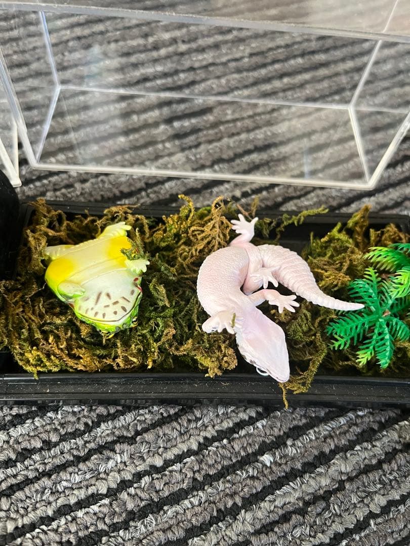 爬虫類　両生類　コレクション