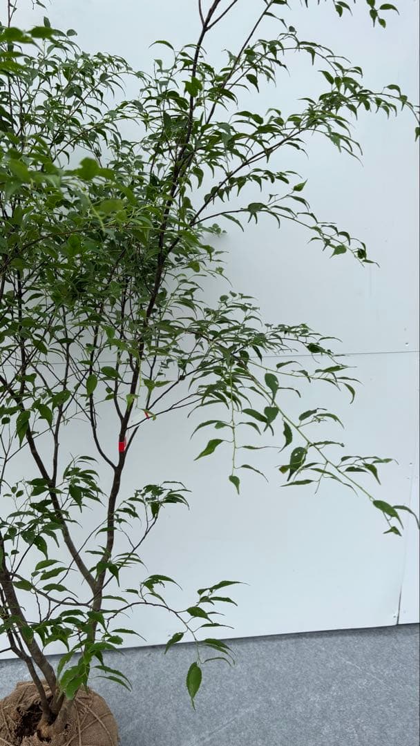 猫山 美しい樹形が魅力的 山採り ハイノキ 株立 643 樹高1.8m位