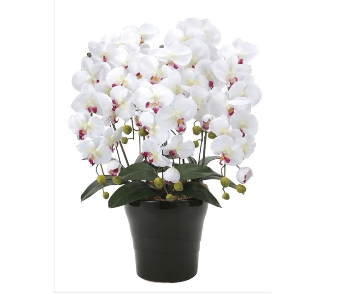 光触媒　人工観葉植物　ウォールグリーン　フェイクグリーン　胡蝶蘭5本立ちw/ab