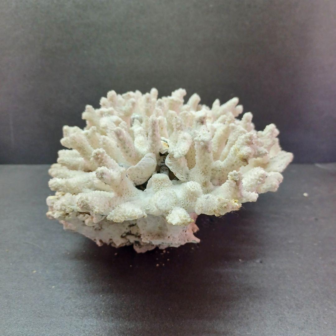 MURANO Salviati ムラノ サルヴィアーティ レース プレート 大皿