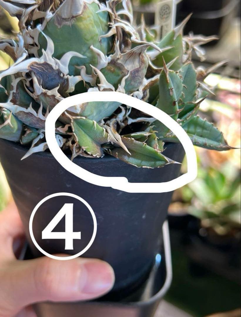 アガベ チタノタ ノーネーム 子株