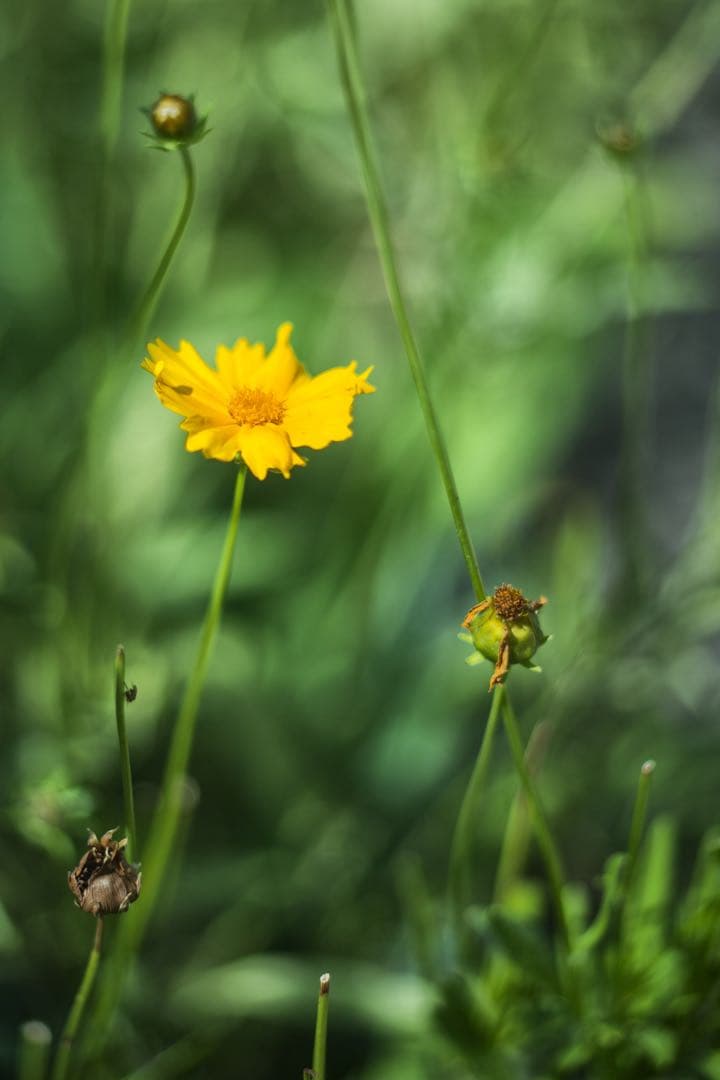LOMO Helios-92 92mm f2 オールドレンズ 単焦点 3