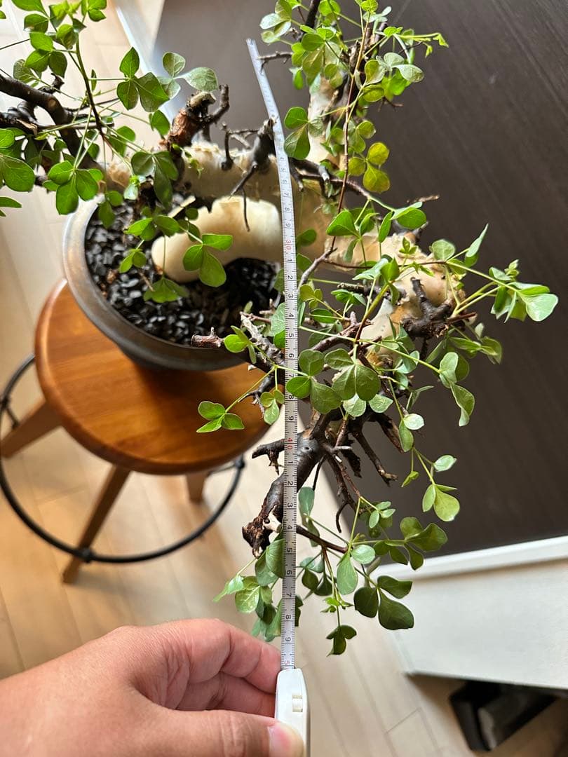 ぶ*た様 コミフォラ ピュア カタフ 極美株