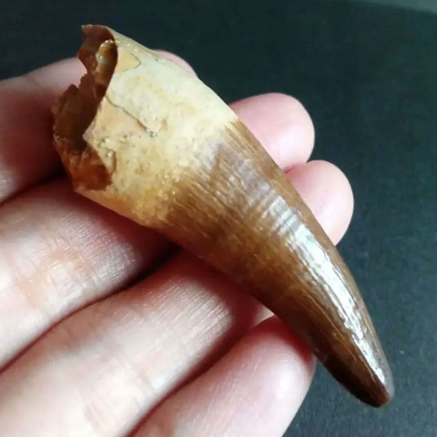 化石標本　絶滅種ワニ類　 ディロサウルス　極美麗