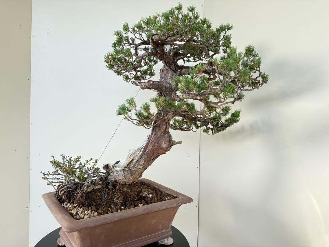 貴重・五葉松《瑞祥》太幹・サバ幹・葉性抜群・短葉！