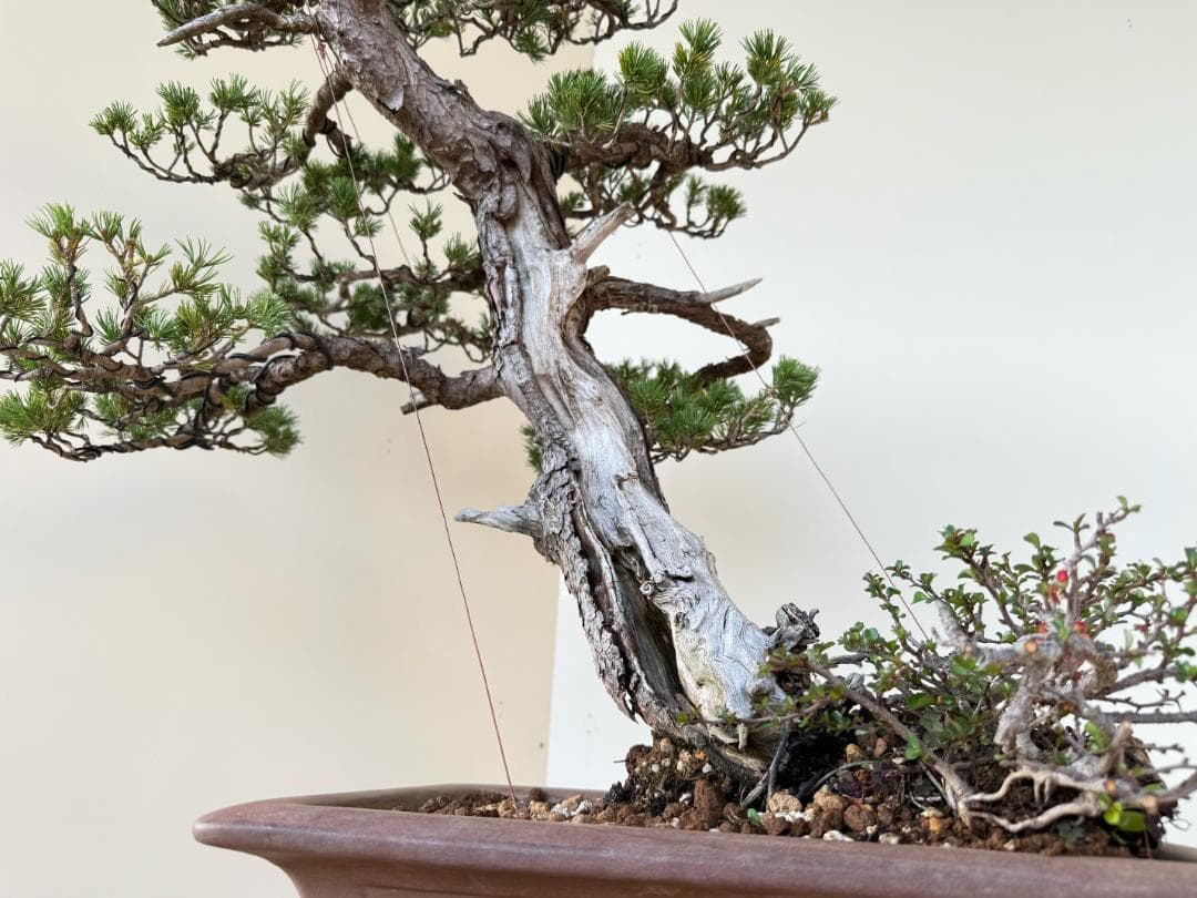 貴重・五葉松《瑞祥》太幹・サバ幹・葉性抜群・短葉！