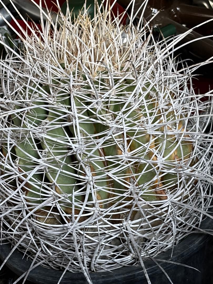 希少フェロカクタス大株サンタマリア純白刺◇ドライガーデン多肉サボテン　アガベ南国