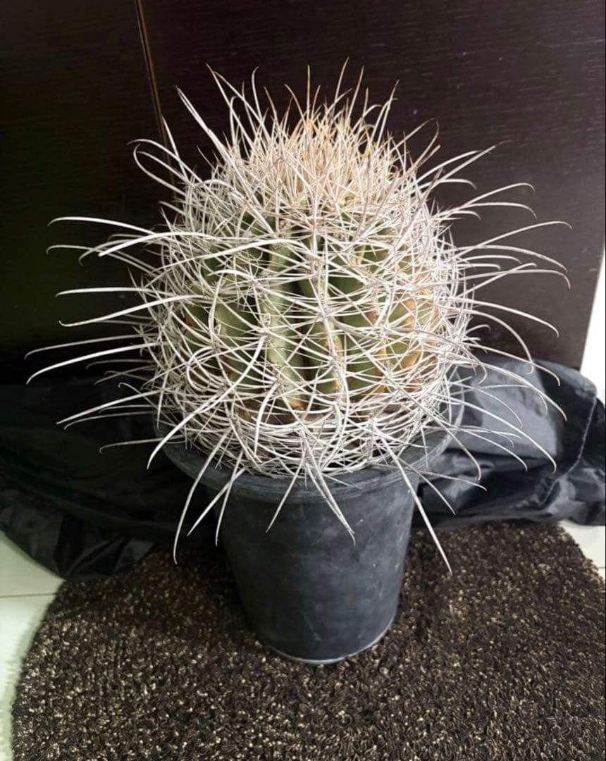 希少フェロカクタス大株サンタマリア純白刺◇ドライガーデン多肉サボテン　アガベ南国