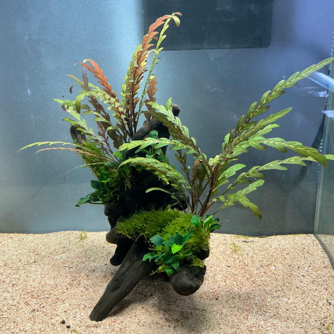 【速達】良型！ジャワモス活着キリンミニ20cmと南米モスミクロ17cm