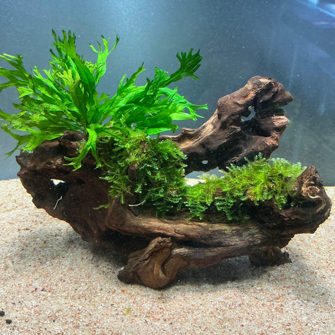 【速達】良型！ジャワモス活着キリンミニ20cmと南米モスミクロ17cm